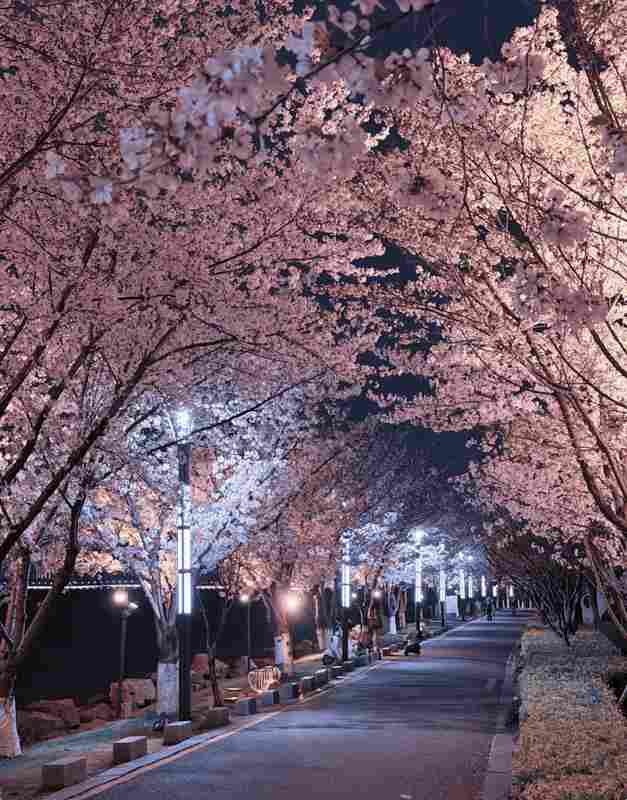  苏州赏樱六维数据报告：精准算法赋能春日出行决策 文化旅游