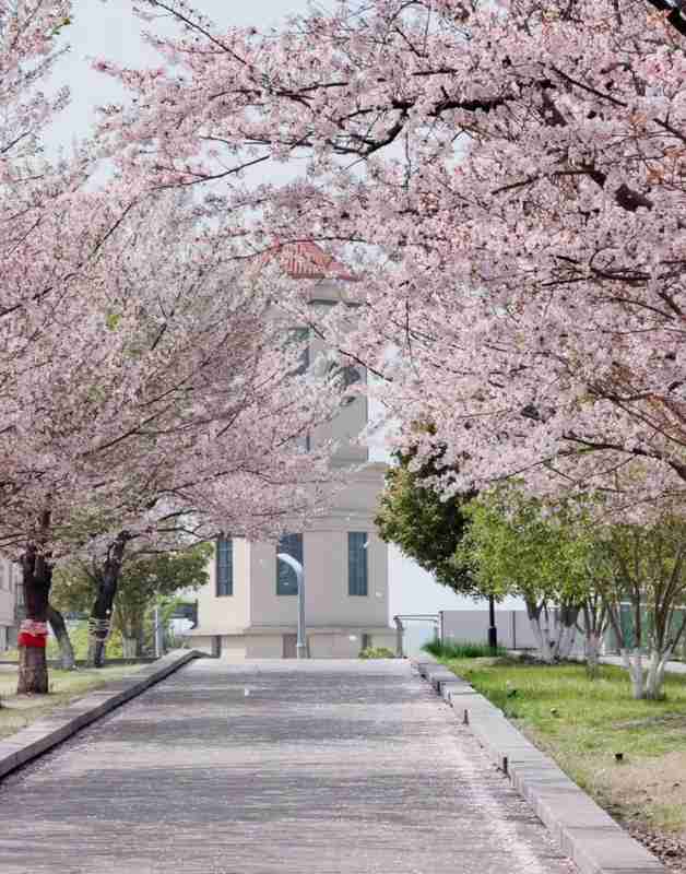  苏州赏樱六维数据报告：精准算法赋能春日出行决策 文化旅游