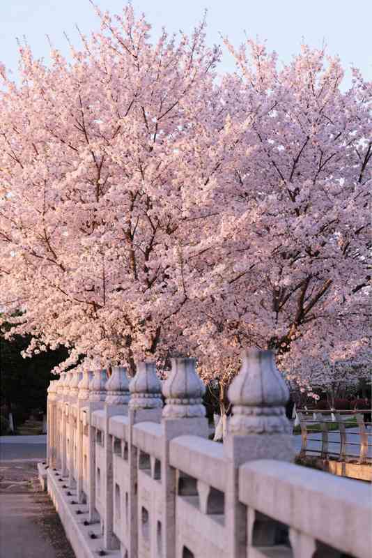  苏州赏樱六维数据报告：精准算法赋能春日出行决策 文化旅游