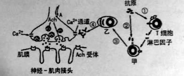  从「冯氏效应」看神经科学突破：一个25岁中国学者的实验方法论 新闻