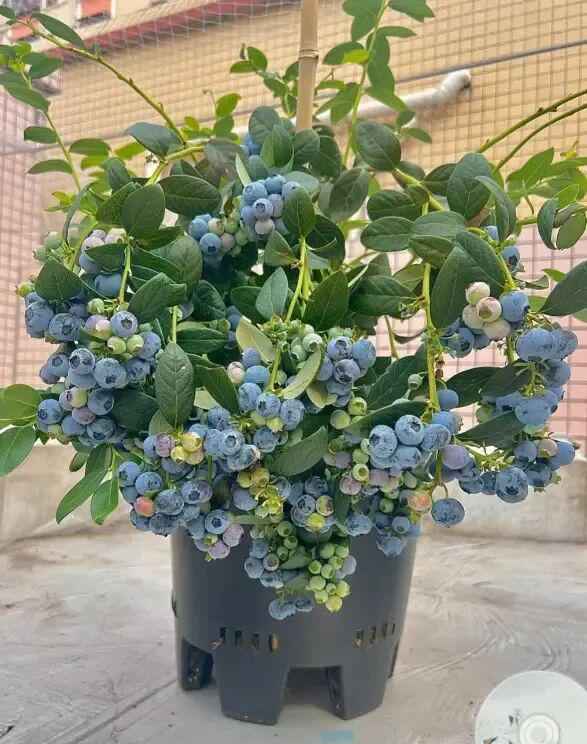  别再糟蹋蓝莓了：一位邻居用三个月验证的养护真相 新闻