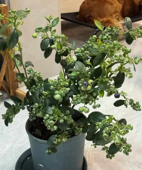  别再糟蹋蓝莓了：一位邻居用三个月验证的养护真相 新闻