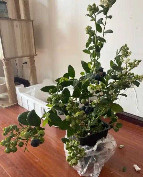  别再糟蹋蓝莓了：一位邻居用三个月验证的养护真相 新闻