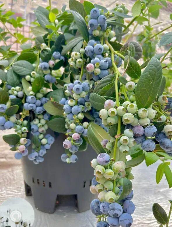 别再糟蹋蓝莓了：一位邻居用三个月验证的养护真相