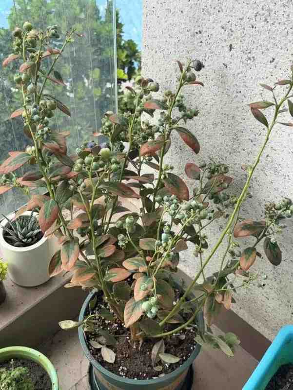  别再糟蹋蓝莓了：一位邻居用三个月验证的养护真相 新闻