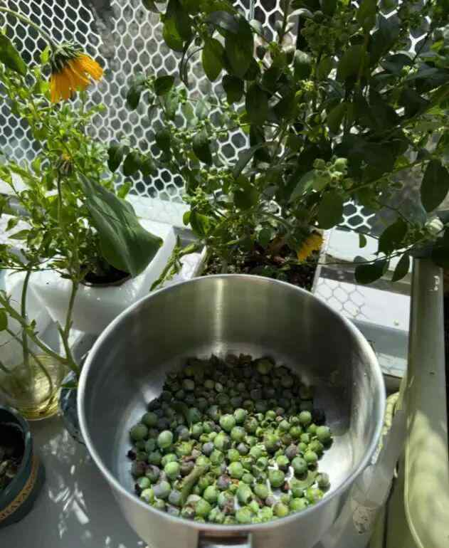  别再糟蹋蓝莓了：一位邻居用三个月验证的养护真相 新闻