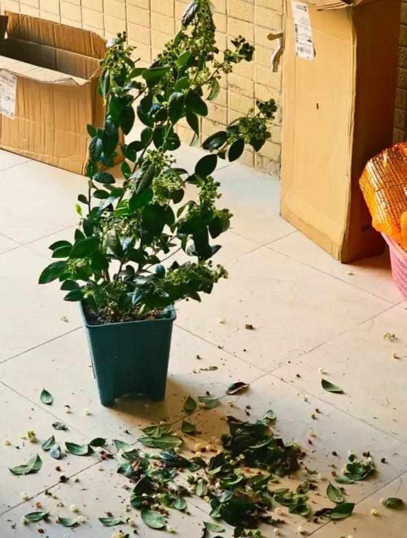  别再糟蹋蓝莓了：一位邻居用三个月验证的养护真相 新闻